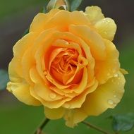rose flower with rain drops macro