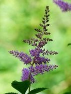 purple prachtspiere plant