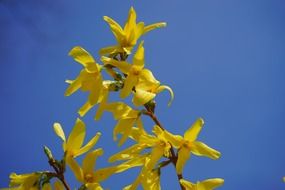 golden bells