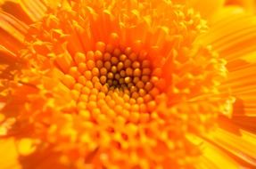 bright orange summer flower close up