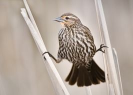 perched wild sparrow