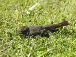 Sparrow on the grass