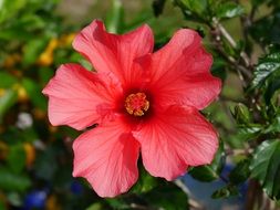 red hibiscus flower blossom close-up on blurred background