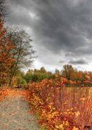 beautiful autumn plants along the road against a cloudy sky