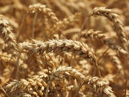 golden wheat spike