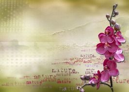 Banner with pink orchids