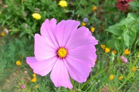 pink cosmos flower on meadow