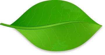 green leaf with shadow, icon