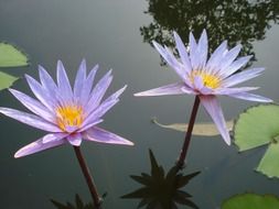 lotus lily reflected in the pond close-up