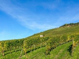 vineyard on a hill