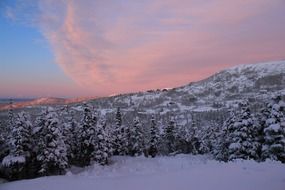 mountain forest covered with snow in winter