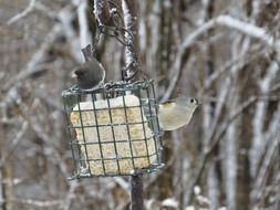 Crested tit on the feeder on a blurred background