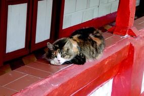 Fluffy cat resting