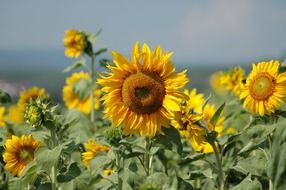 field of sunflowers is a symbol of summer