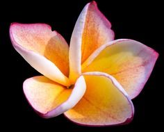 west indian frangipani