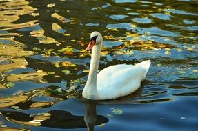 swan swims in a water