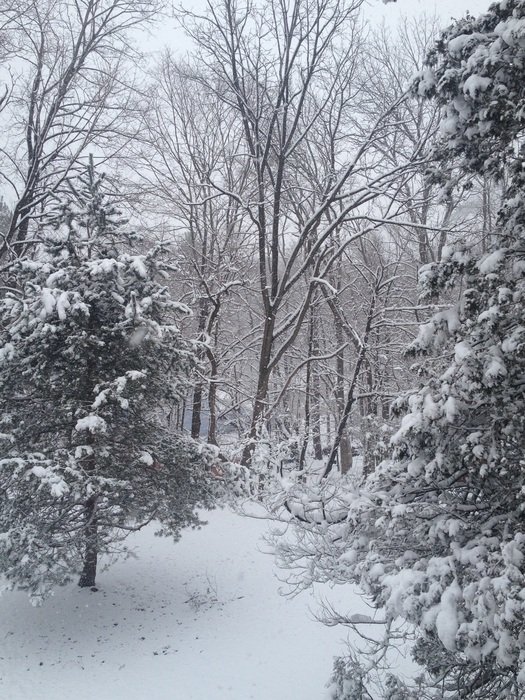 snowy christmas forest