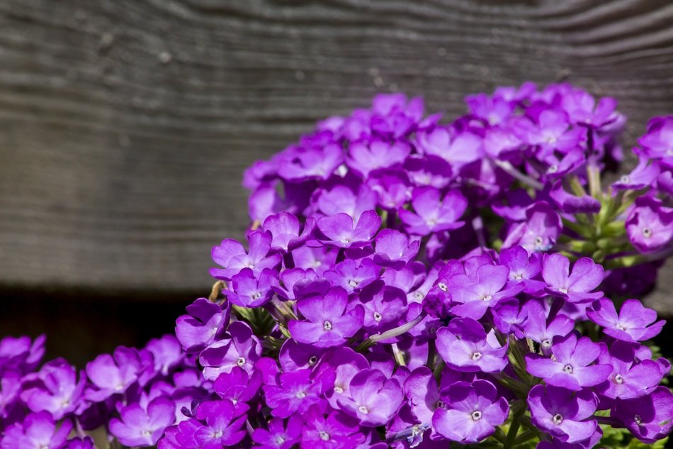 Netherlands purple flower
