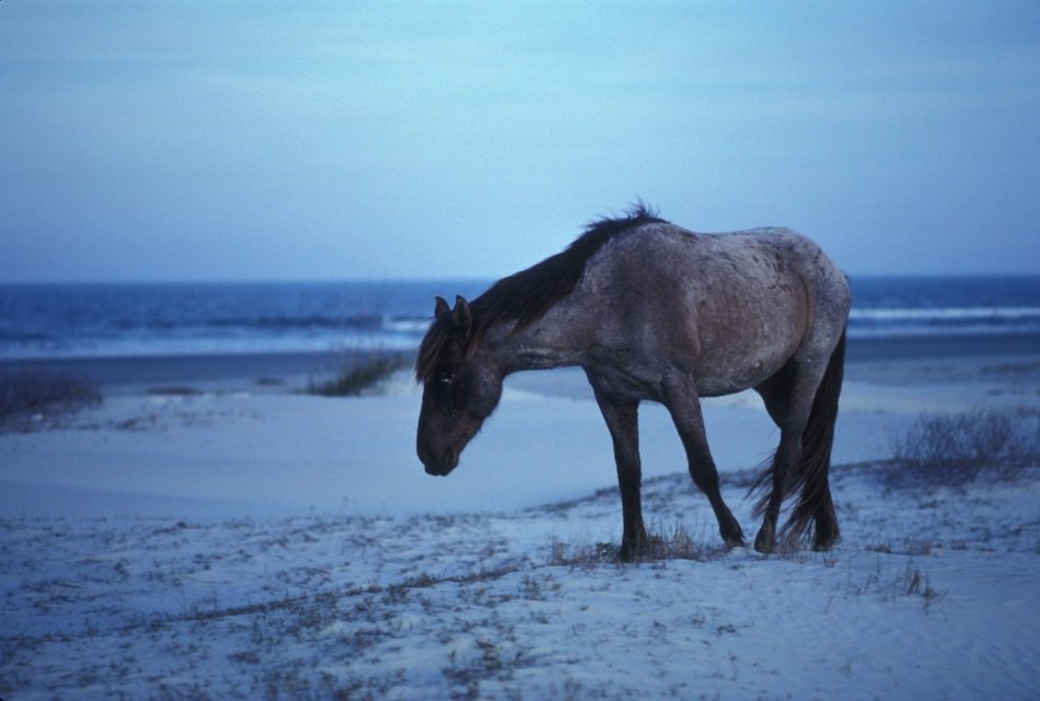 horse grazes on Cumberland island