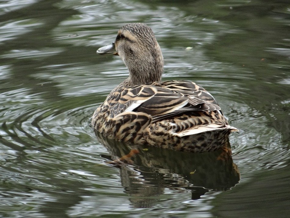 female duck on water, back view
