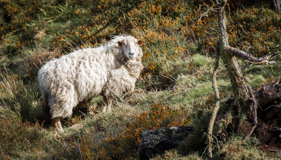 Photo of the white sheep
