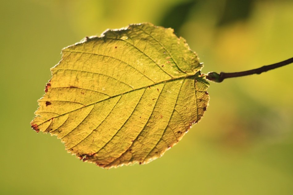 Macro photo of the colorful leaf on the tree