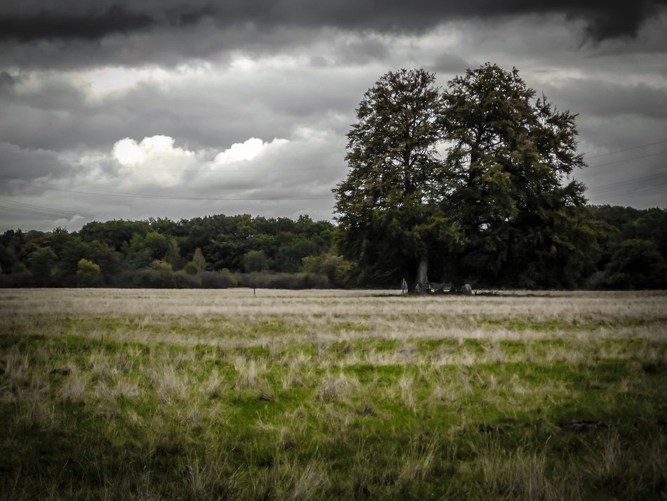 landscape of the grove of trees