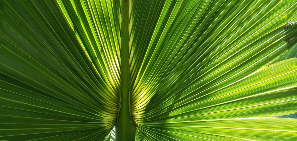 sunlight through a large palm leaf