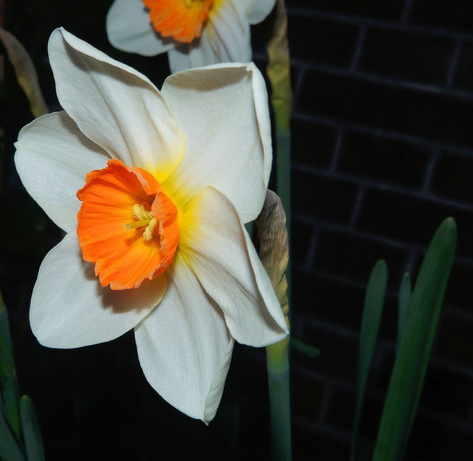 Picture of narcissus blossom