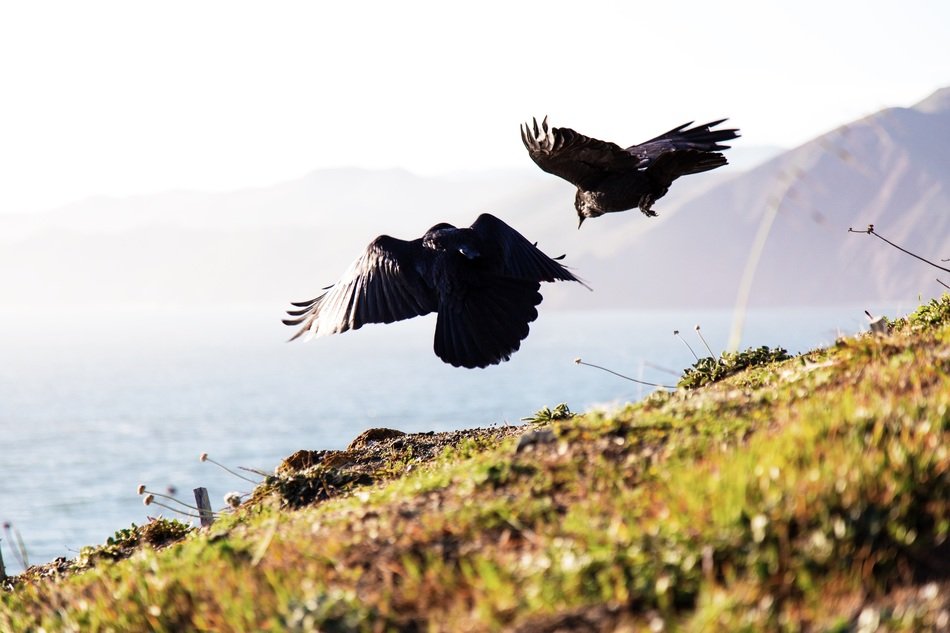 Crows fly over the field