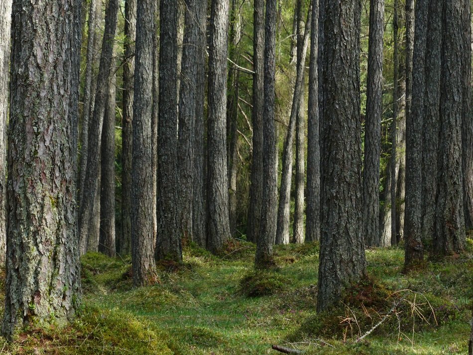 Trees in the larch forest