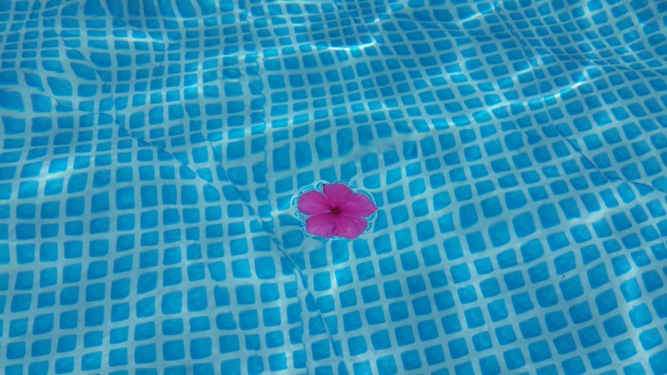 picture of the pink flower in a pool