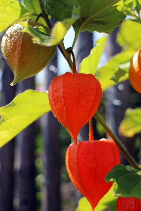 lampionblume plant on a blurred background