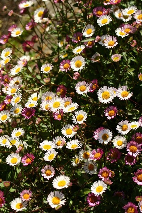 floColorful flowers in the garden in summer