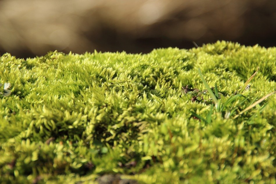 green soft fluffy forest moss