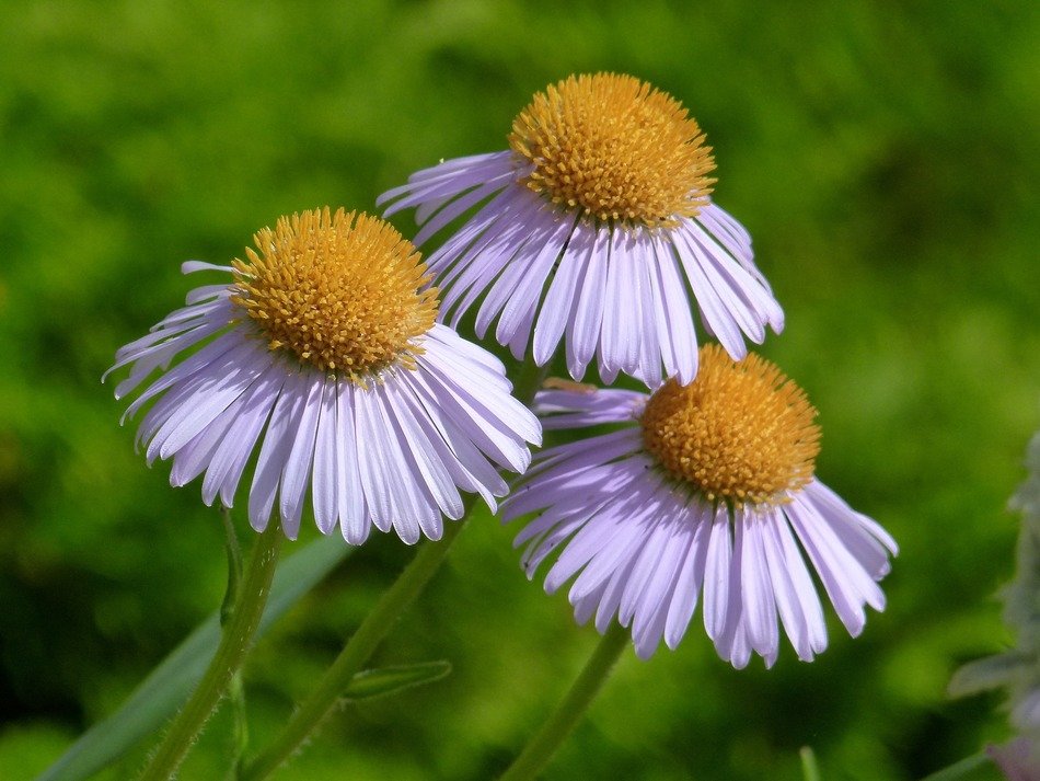 Three flowers in the garden