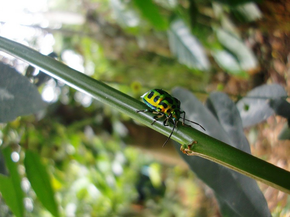 garden beetle macro