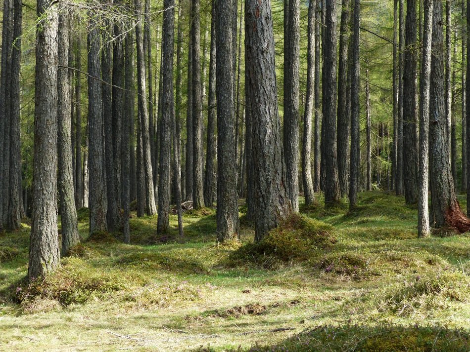 deciduous fairy forest