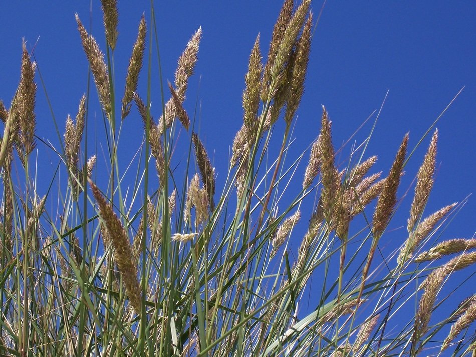 beautiful and delightful dry grass