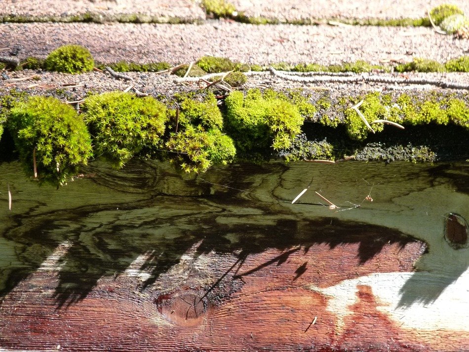 Photo of the moss covered asphalt