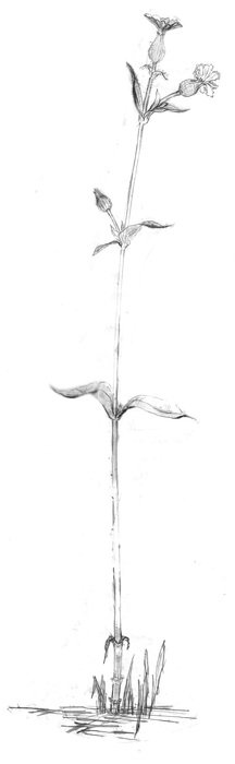 Beautiful pencil drawing of the blossoming plant at whie background