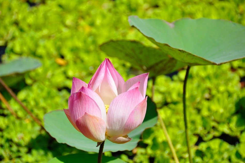 one lotus bud