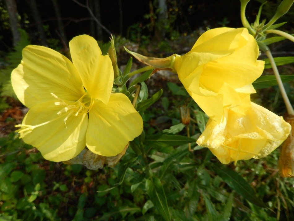 yellow flowers in the garden