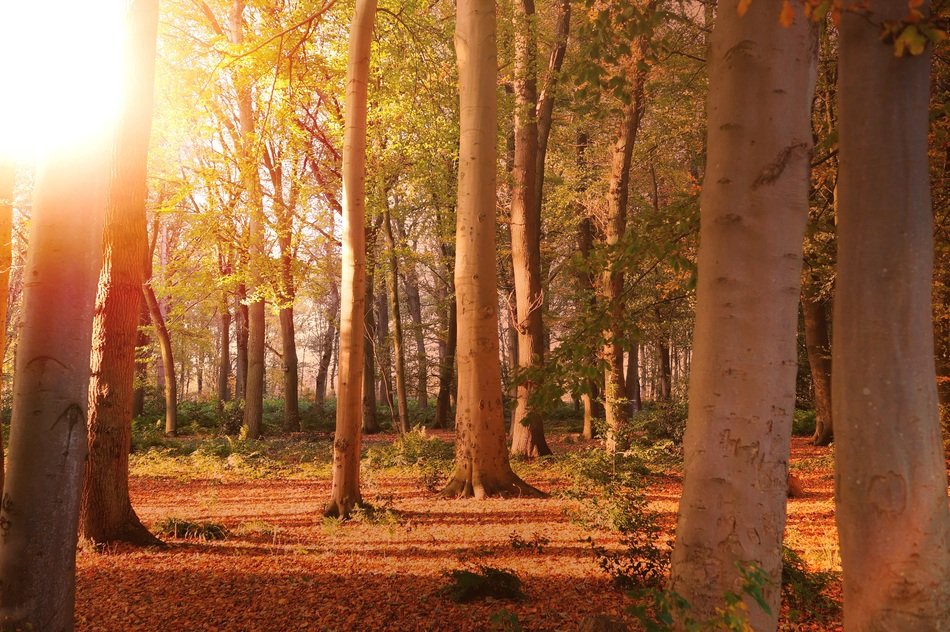 forest in the golden sunlight