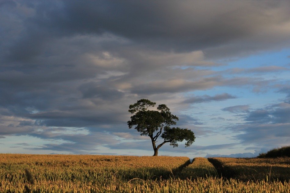 Landscape with the tree on the field