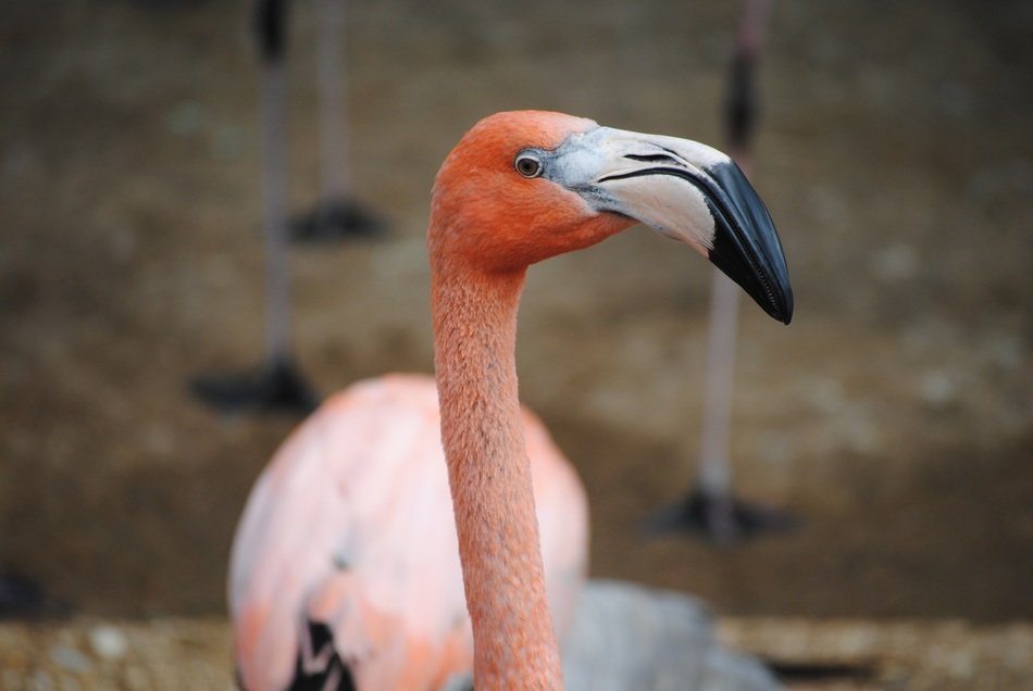pink flamingo in the animal world