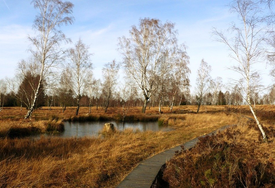 panoramic view of the wetland