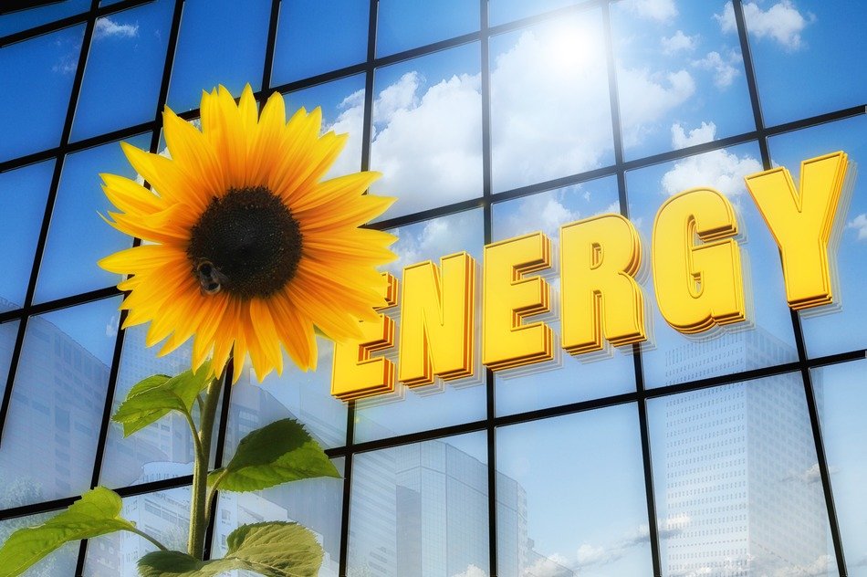 sunflower on the background of the office building