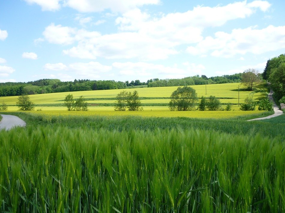 green corn field on the background of a hill with trees