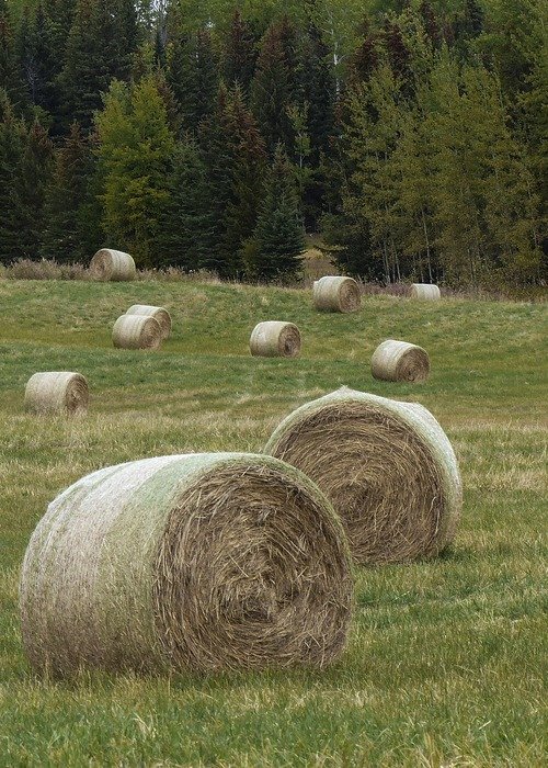 landscape of hay balls on field